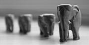 Elephants