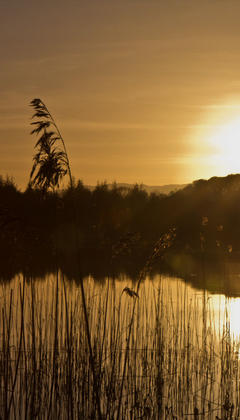 Lakeside Sunset