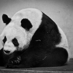 Tian Tian