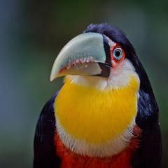 Red Breasted Toucan